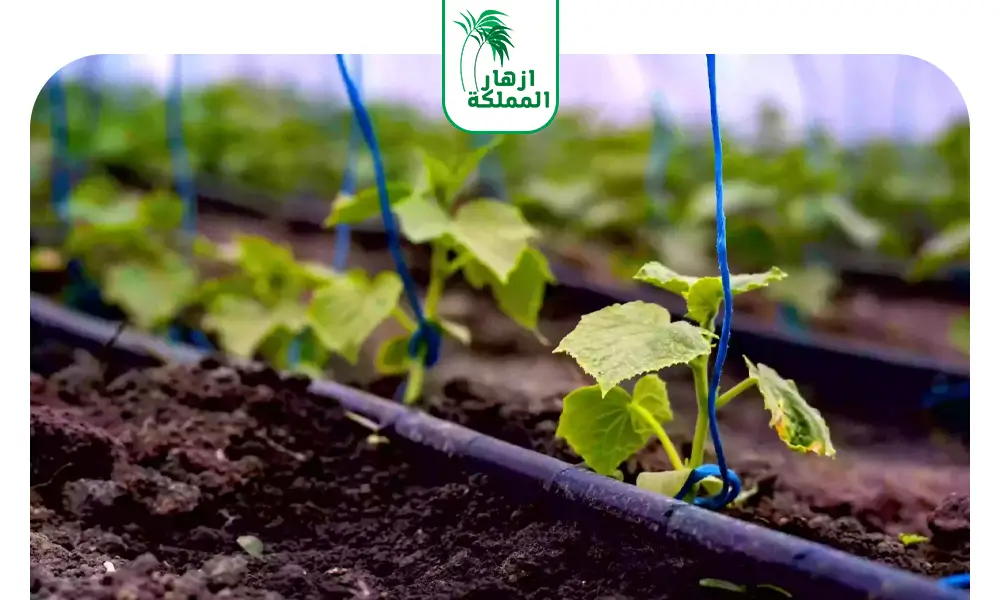 شبكات الري بالتنقيط