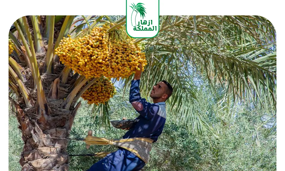 تكريب نخيل الرياض